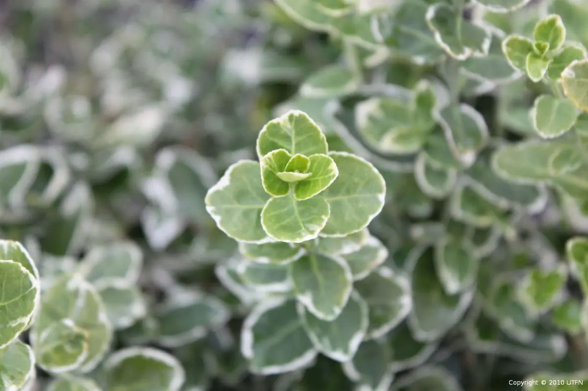 Euonymus fortunei Emerald Gaiety b
