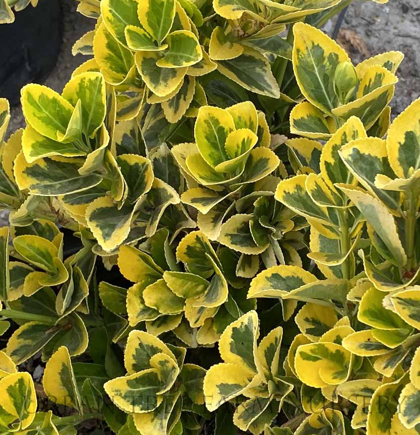 Euonymus japonicus 'Aureo-Marginata' | Urban Tree Farm Nursery