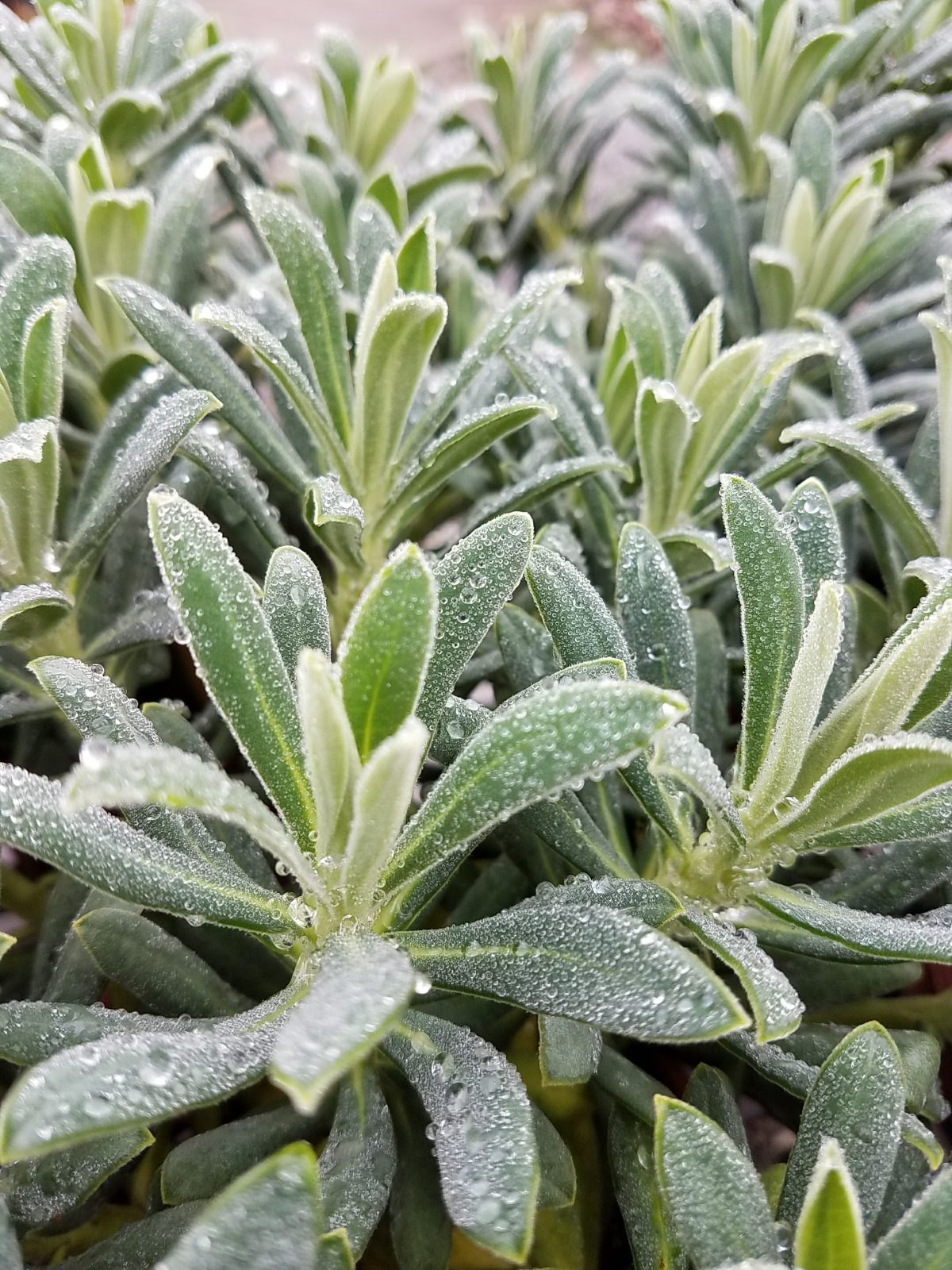 Euphorbia characias Portuguese Velvet a scaled