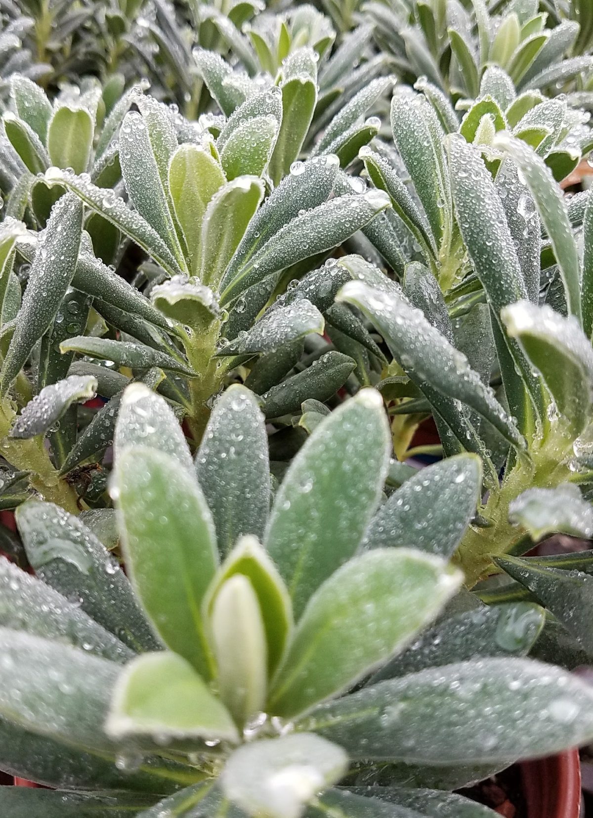 Euphorbia characias Portuguese Velvet c