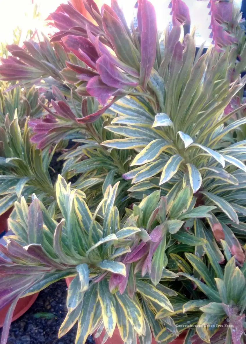 Euphorbia x martini Ascot Rainbow a