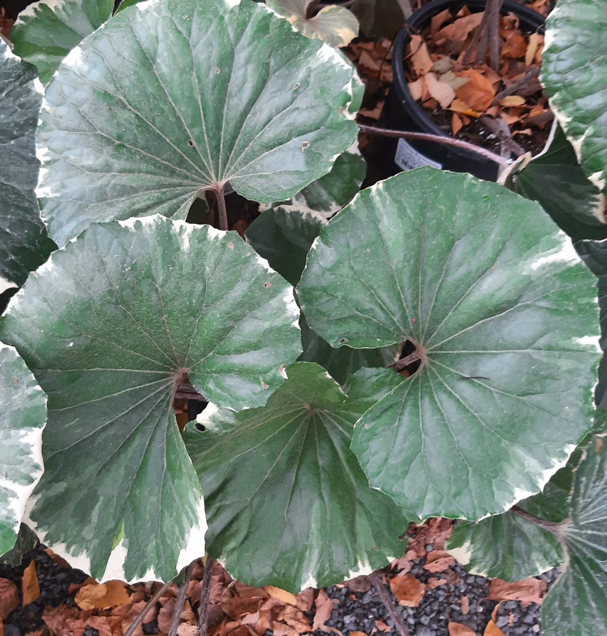 Farfugium japonicum Argenteum b