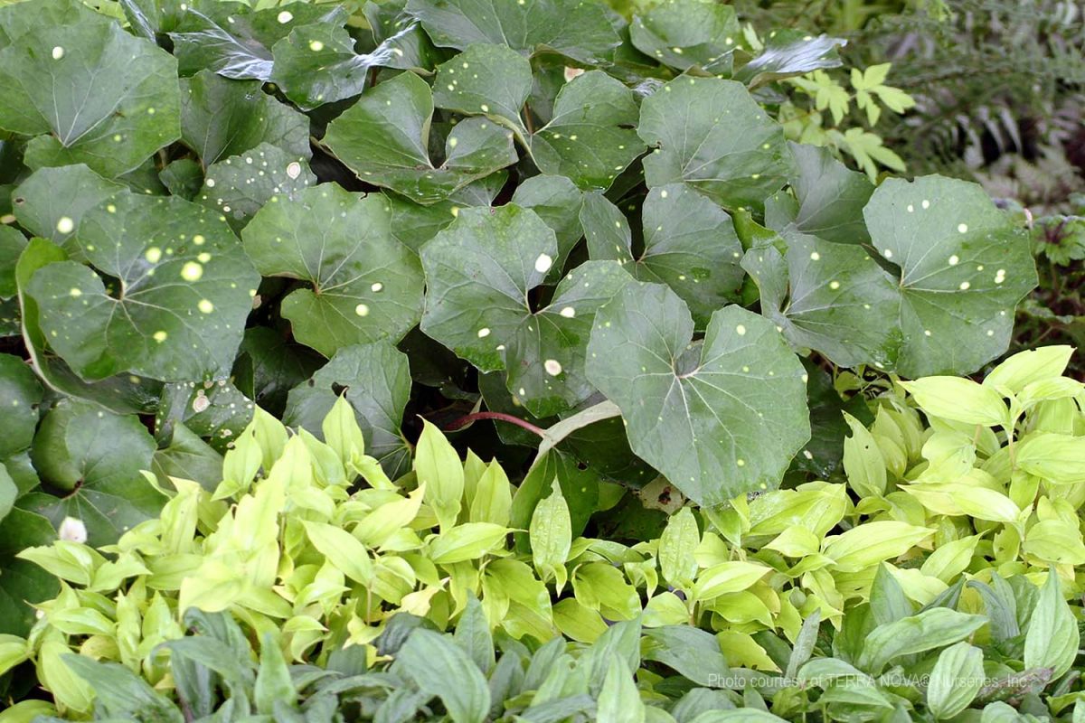 Farfugium japonicum Aureomaculatum a