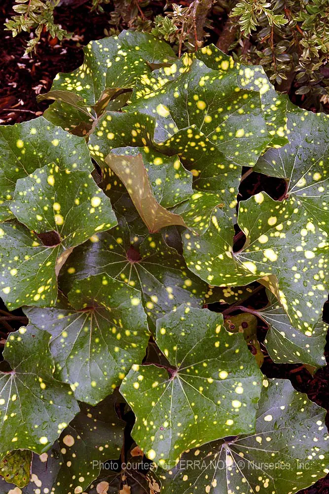 Farfugium japonicum Aureomaculatum b