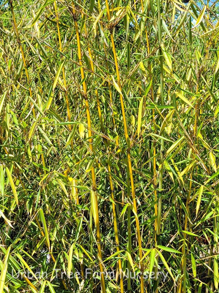 Fargesia Robusta 