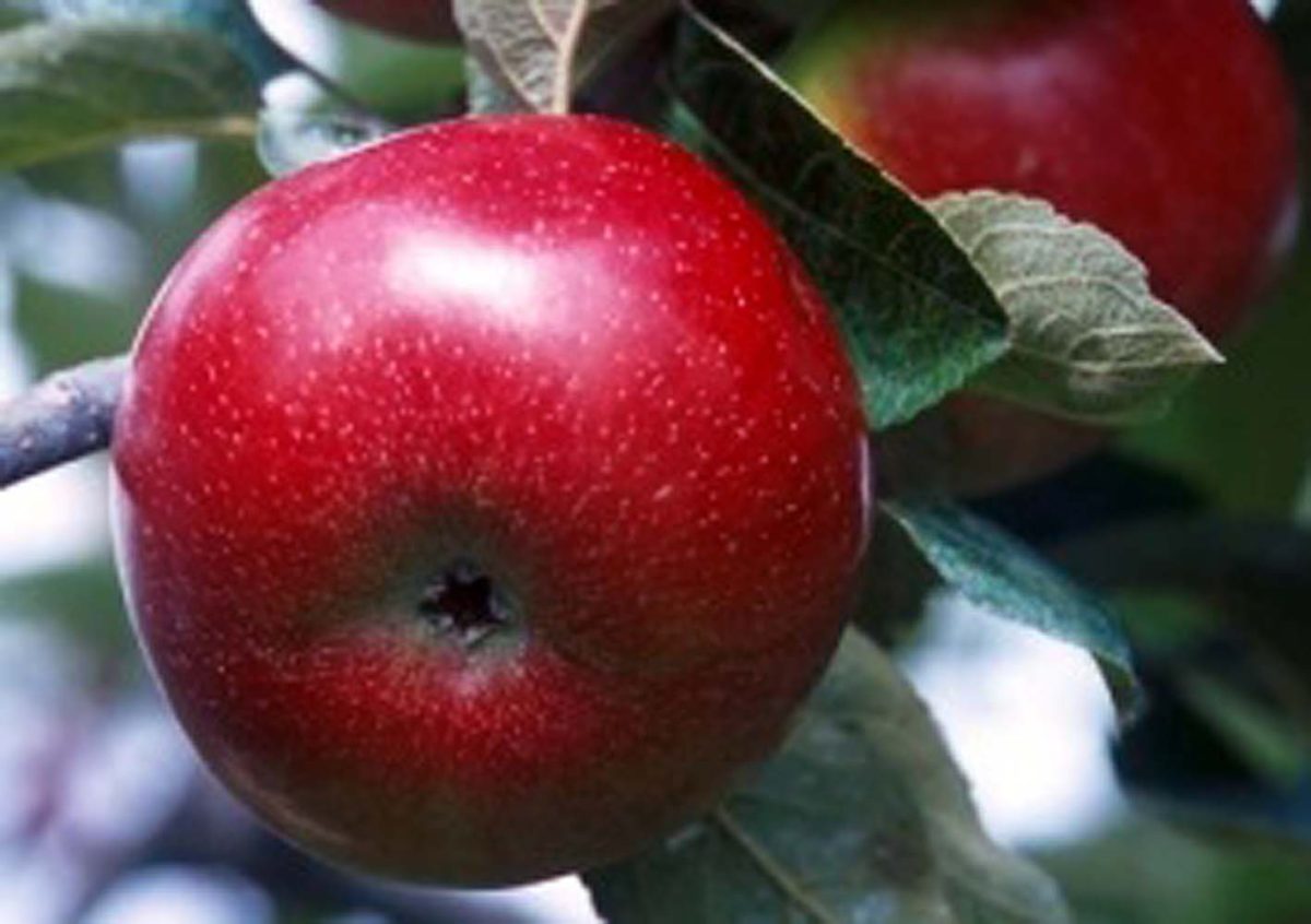Fruit Apple Empire a