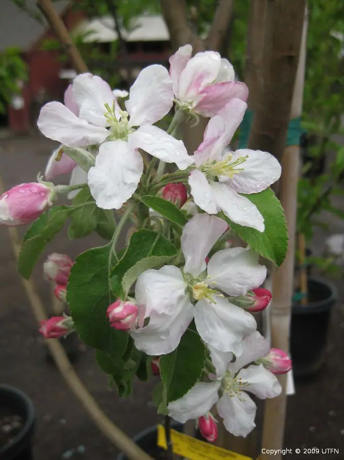 Fruit Apple Granny Smith b