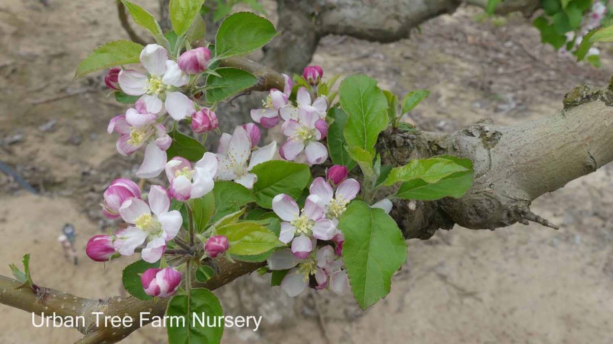 Fruit Apple Pink Lady b