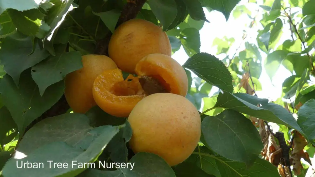Fruit Apricot Tilton a