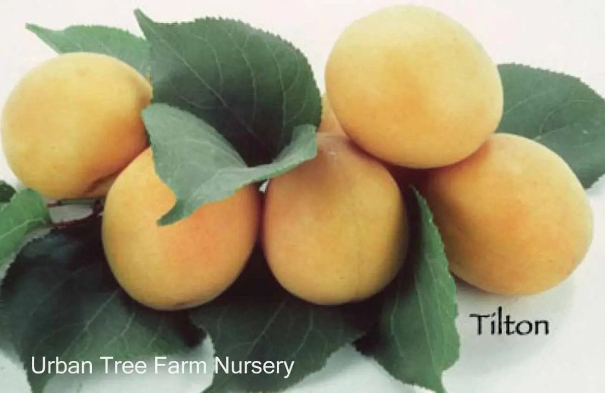 Fruit Apricot Tilton b