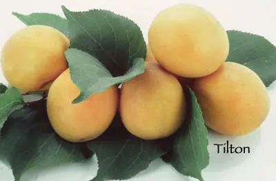 Fruit Apricot Tilton c