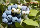Fruit Blueberry Bluecrop a