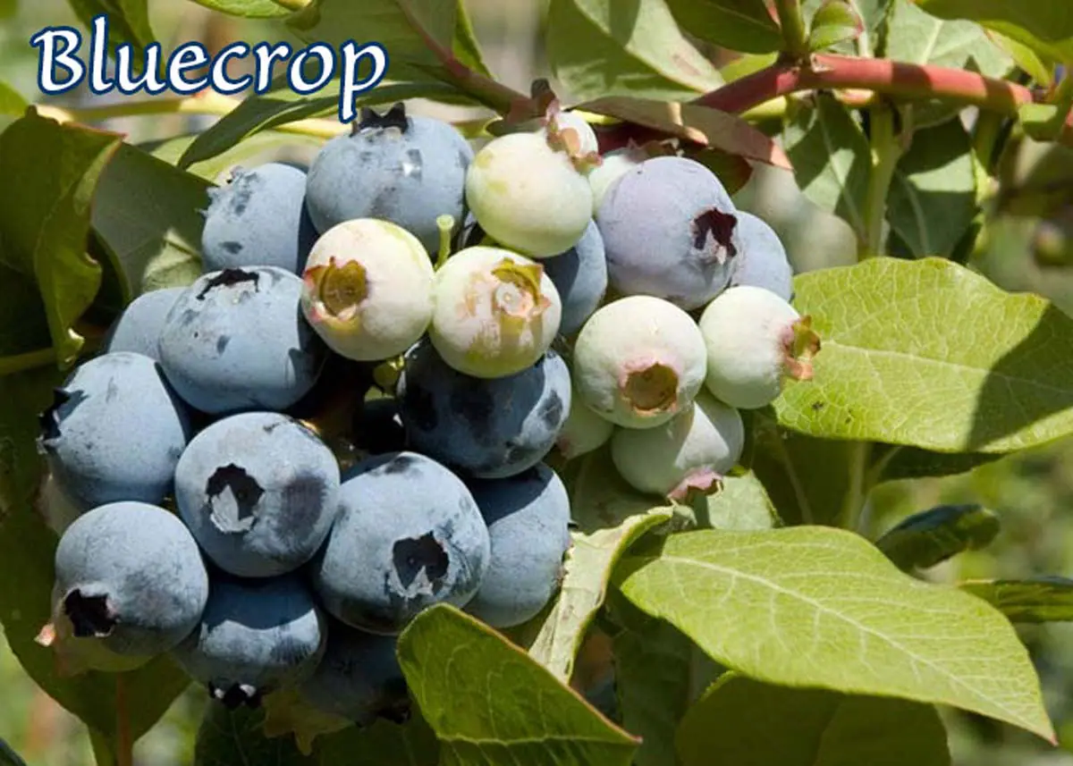 Fruit Blueberry Bluecrop b