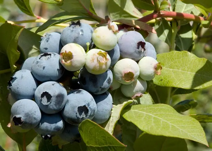 Fruit Blueberry Bluecrop c