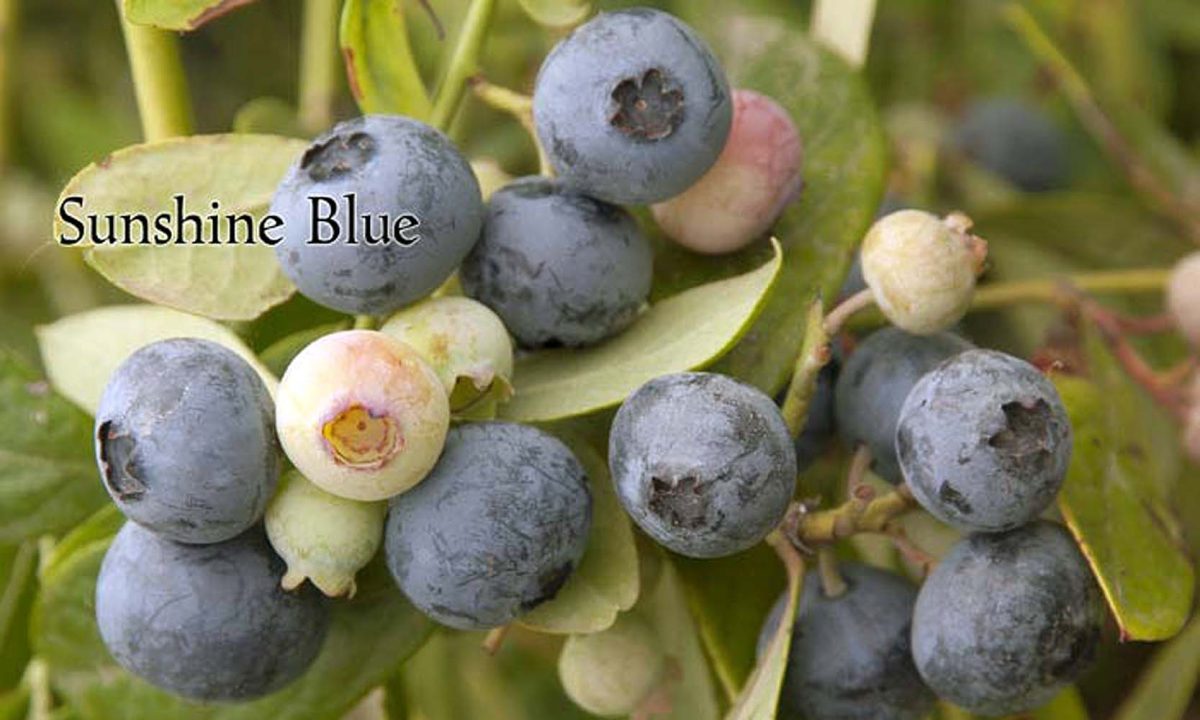 Fruit Blueberry Sunshine Blue b