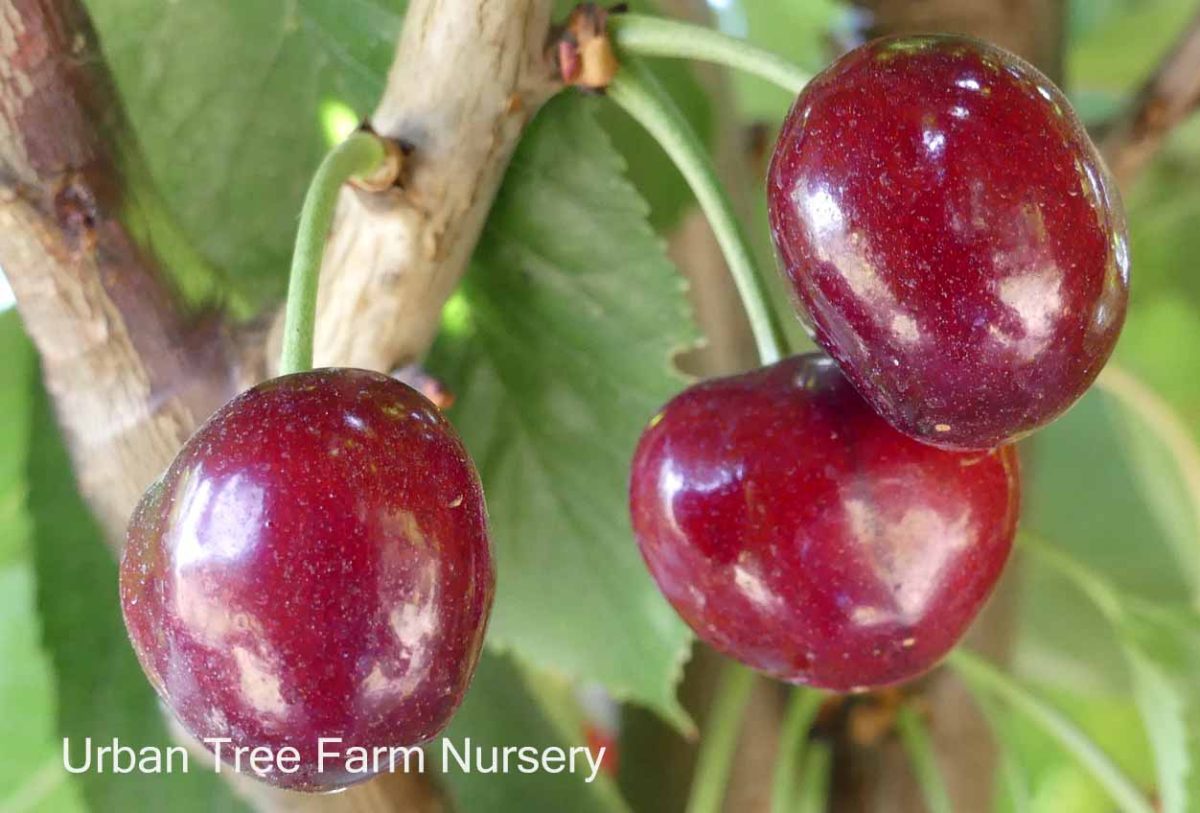 Fruit Cherry Bing b