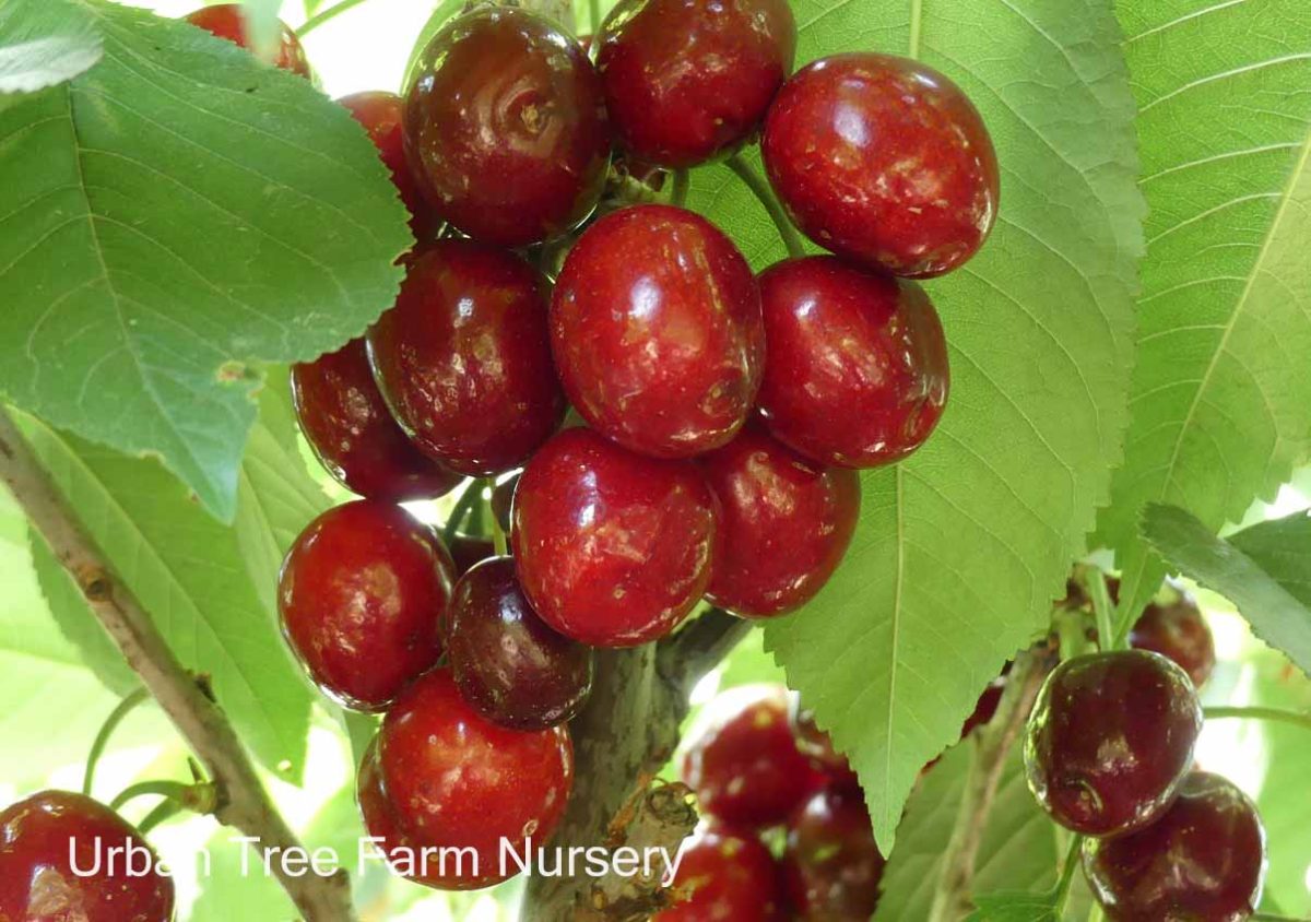 Fruit Cherry Lapins a