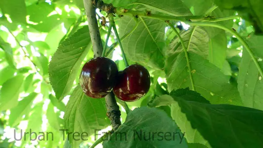 Fruit Cherry Van a