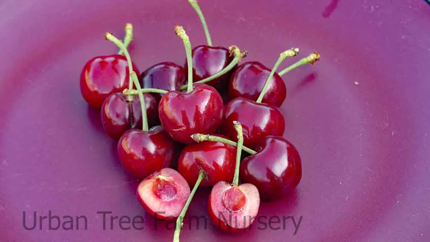 Fruit Cherry Van c
