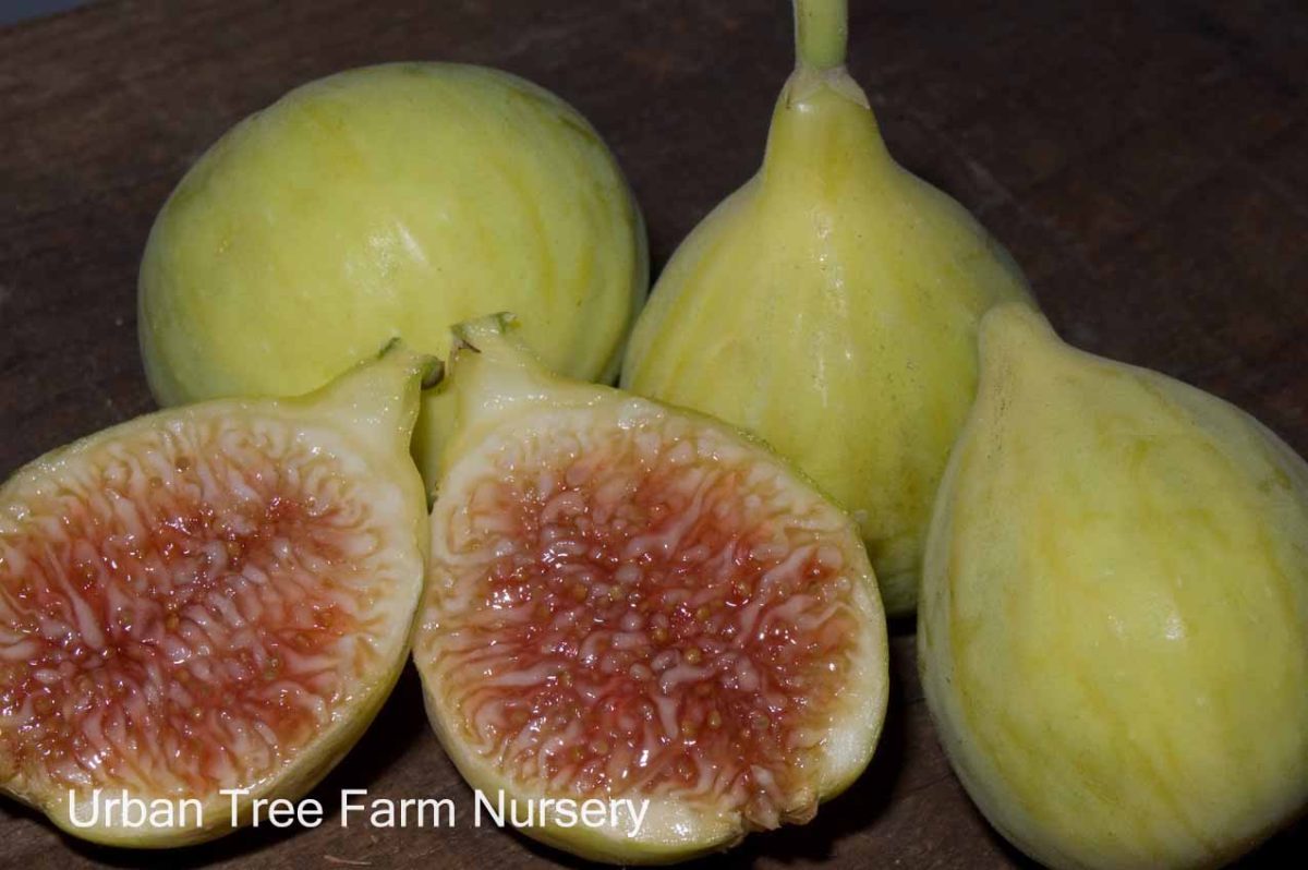 Fruit Fig Excel b