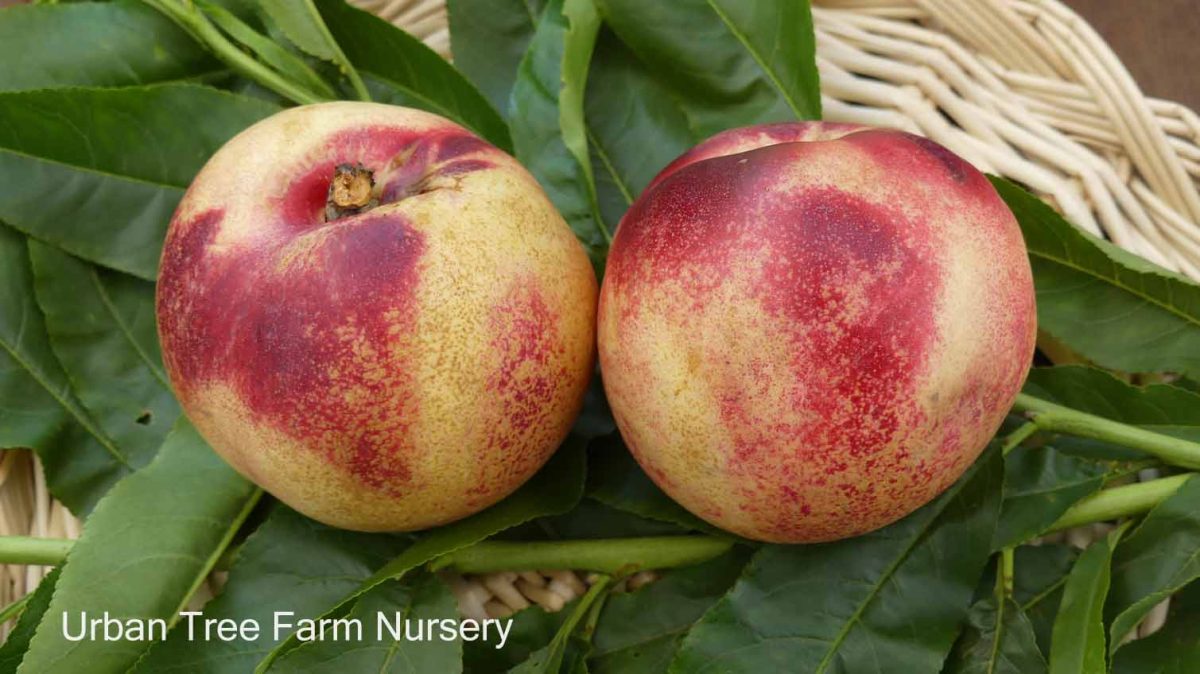 Fruit Nectarine Arctic Jay b