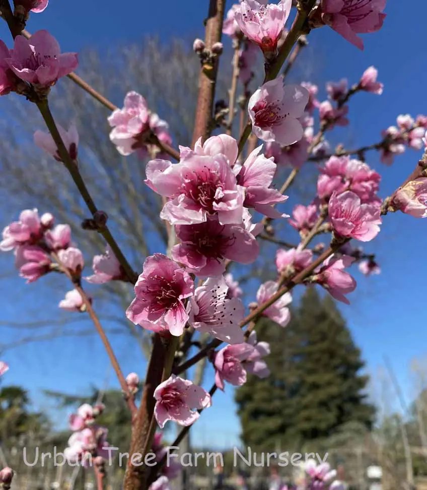 Fruit Nectarine Arctic Rose b