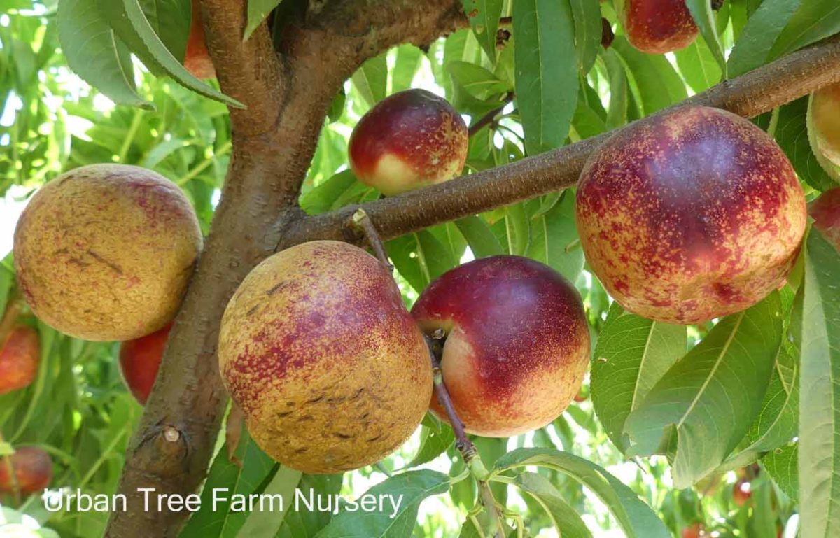 Fruit Nectarine Arctic Rose c