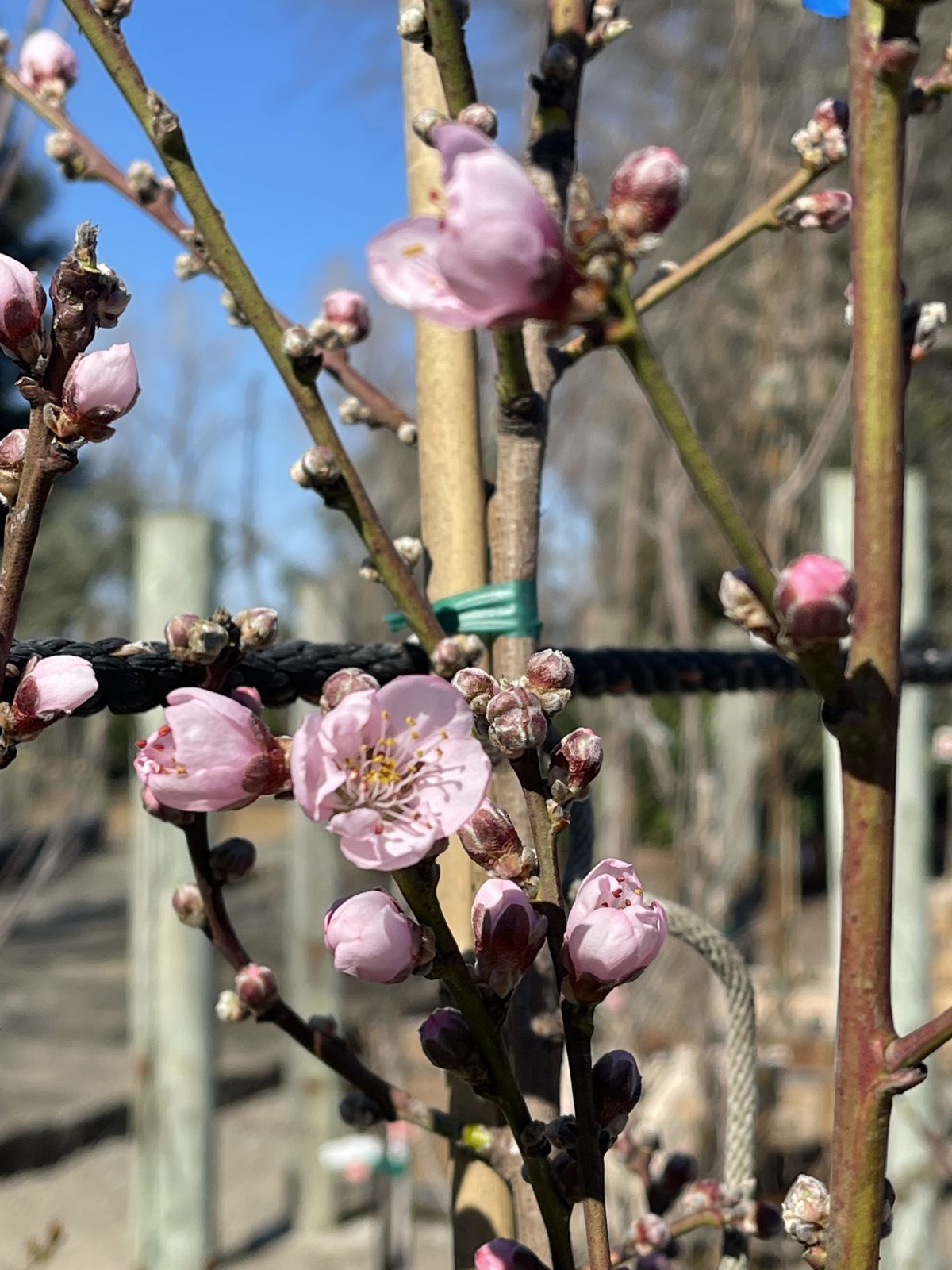 Fruit Nectarine Arctic Rose f scaled