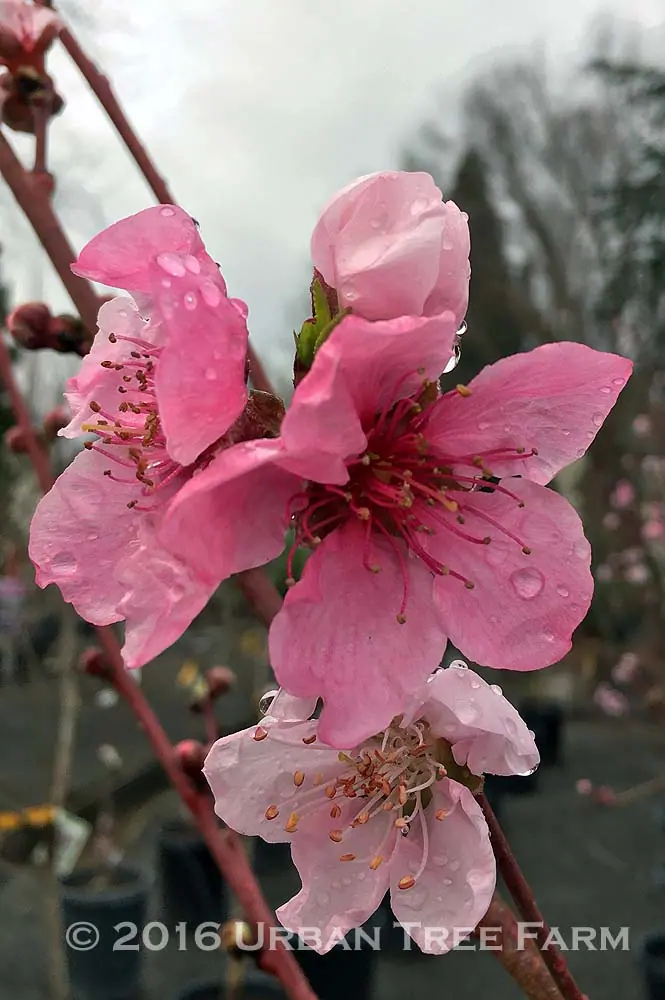 Fruit Nectarine Arctic Star b