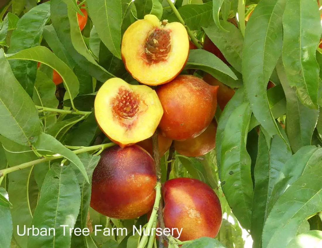 Fruit Nectarine Double Delight b