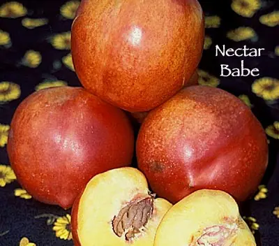 Fruit Nectarine Nectar Babe a