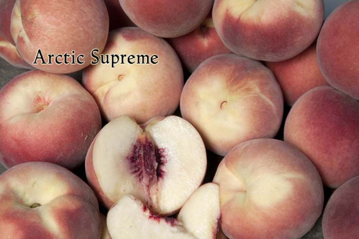 Fruit Peach Arctic Supreme a