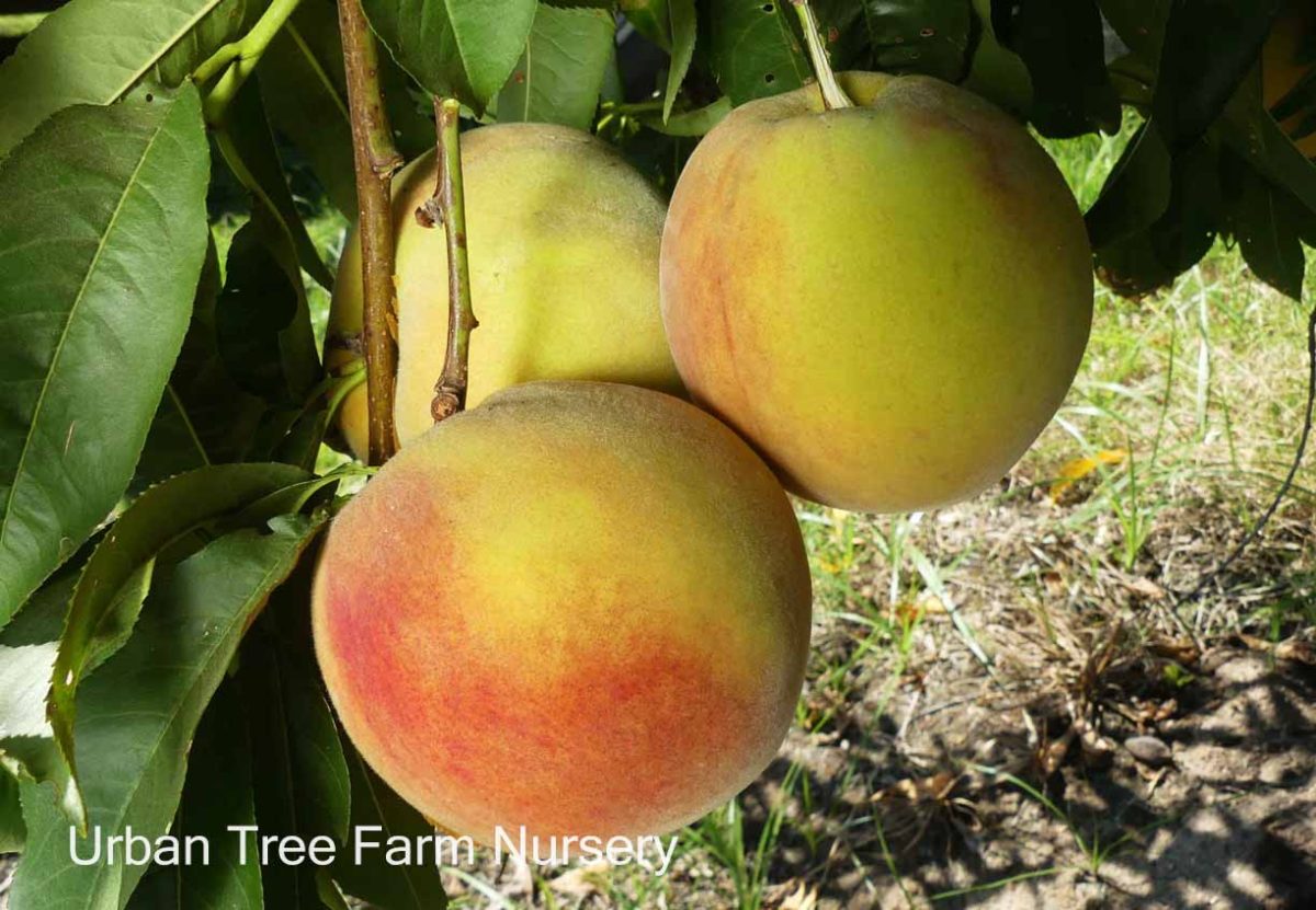 Fruit Peach Elberta d