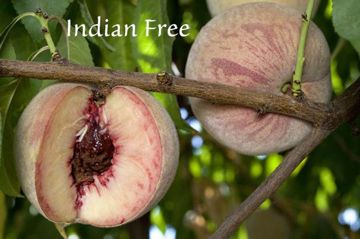 Fruit Peach Indian Free b