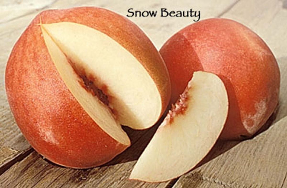 Fruit Peach Snow Beauty c