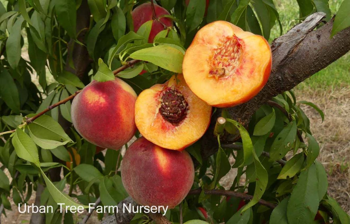 Fruit Peach Suncrest a