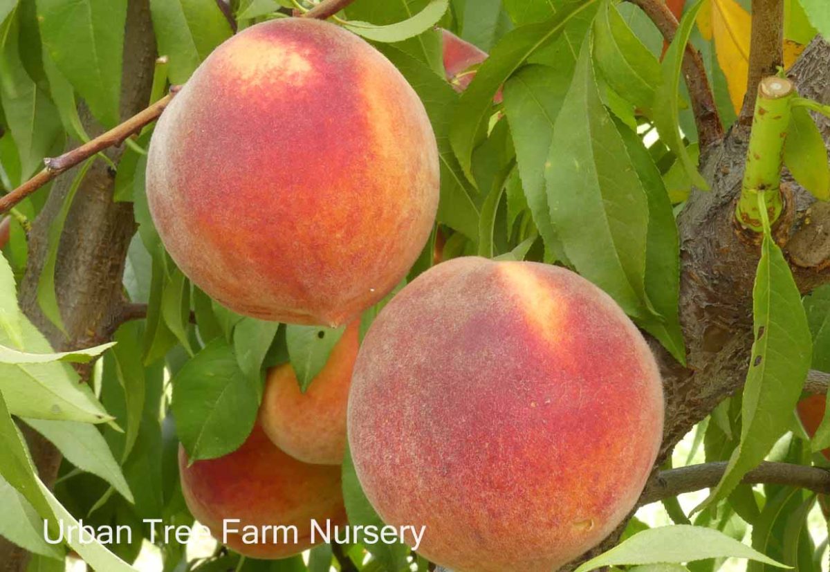 Fruit Peach Suncrest b