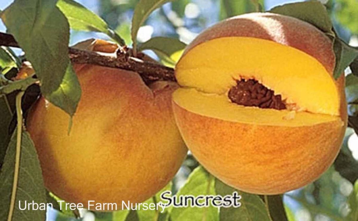 Fruit Peach Suncrest c