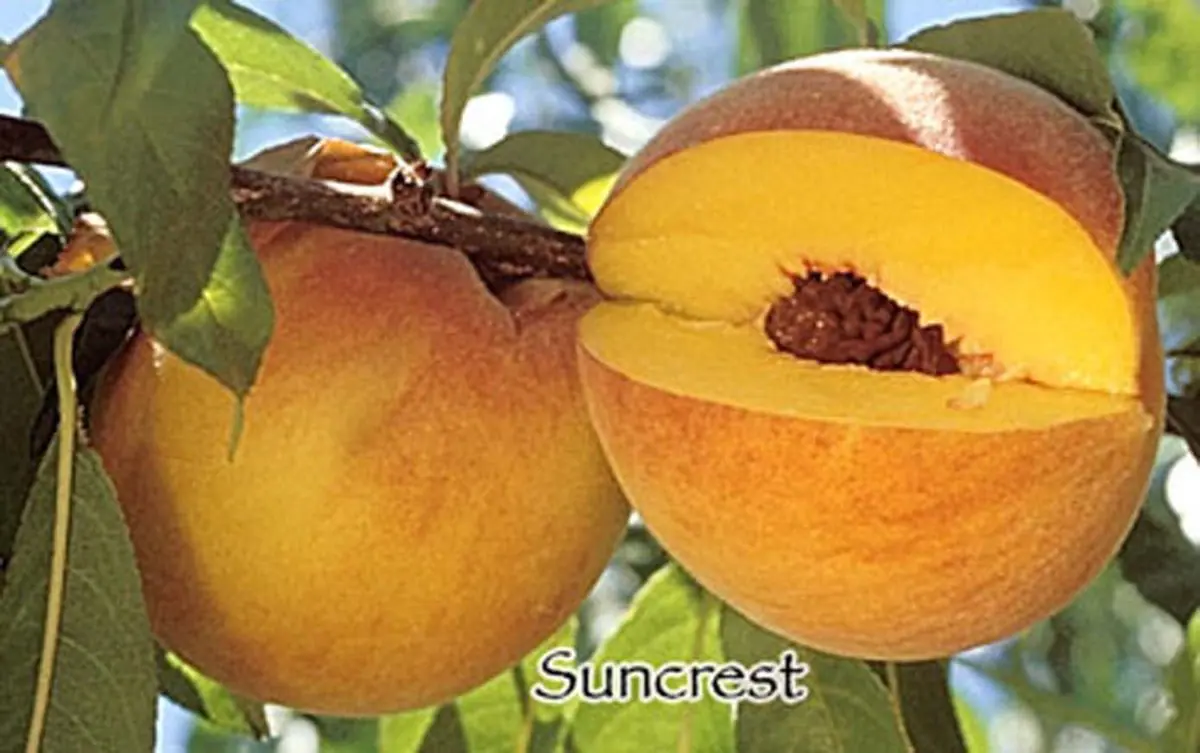 Fruit Peach Suncrest d
