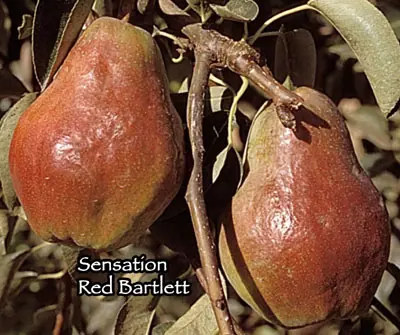 Fruit Pear Bartlett Sensation Red
