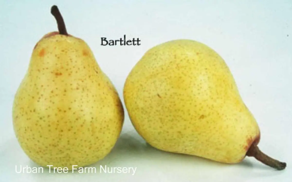 Fruit Pear Bartlett b