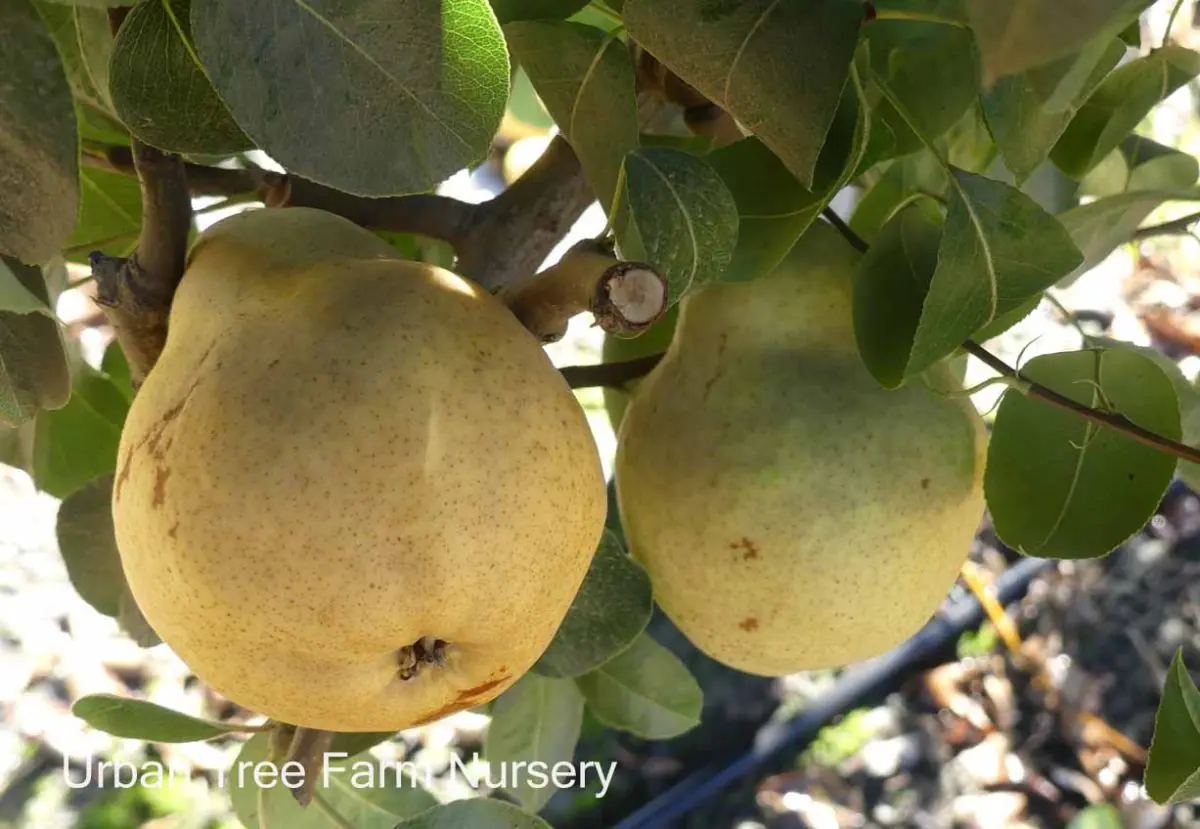 Fruit Pear Bartlett c