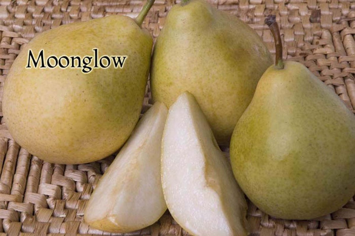 Fruit Pear Moonglow a