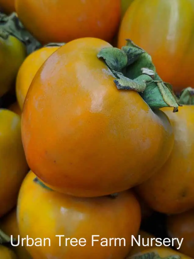 Fruit Persimmon Hachiya a