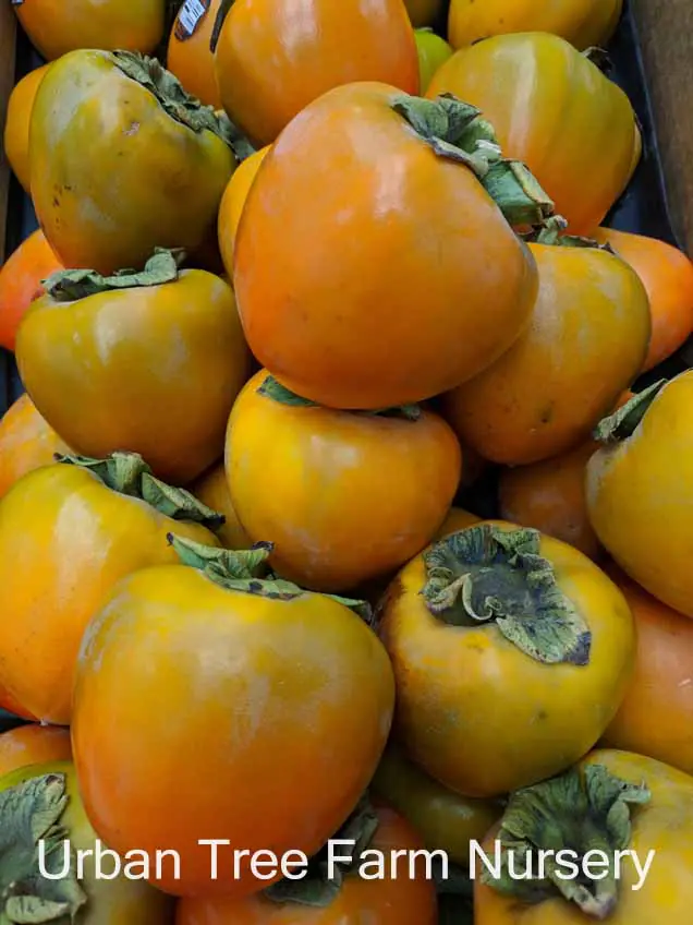 Fruit Persimmon Hachiya c