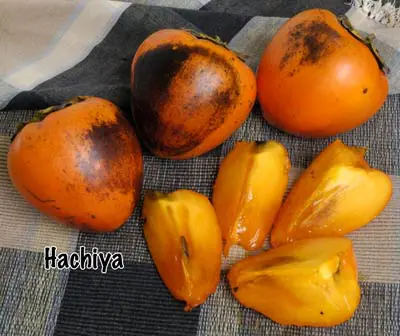 Fruit Persimmon Hachiya d