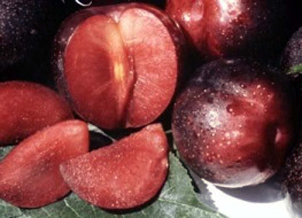 Fruit Plum Burgundy b