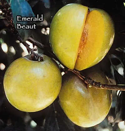 Fruit Plum Emerald Beauty