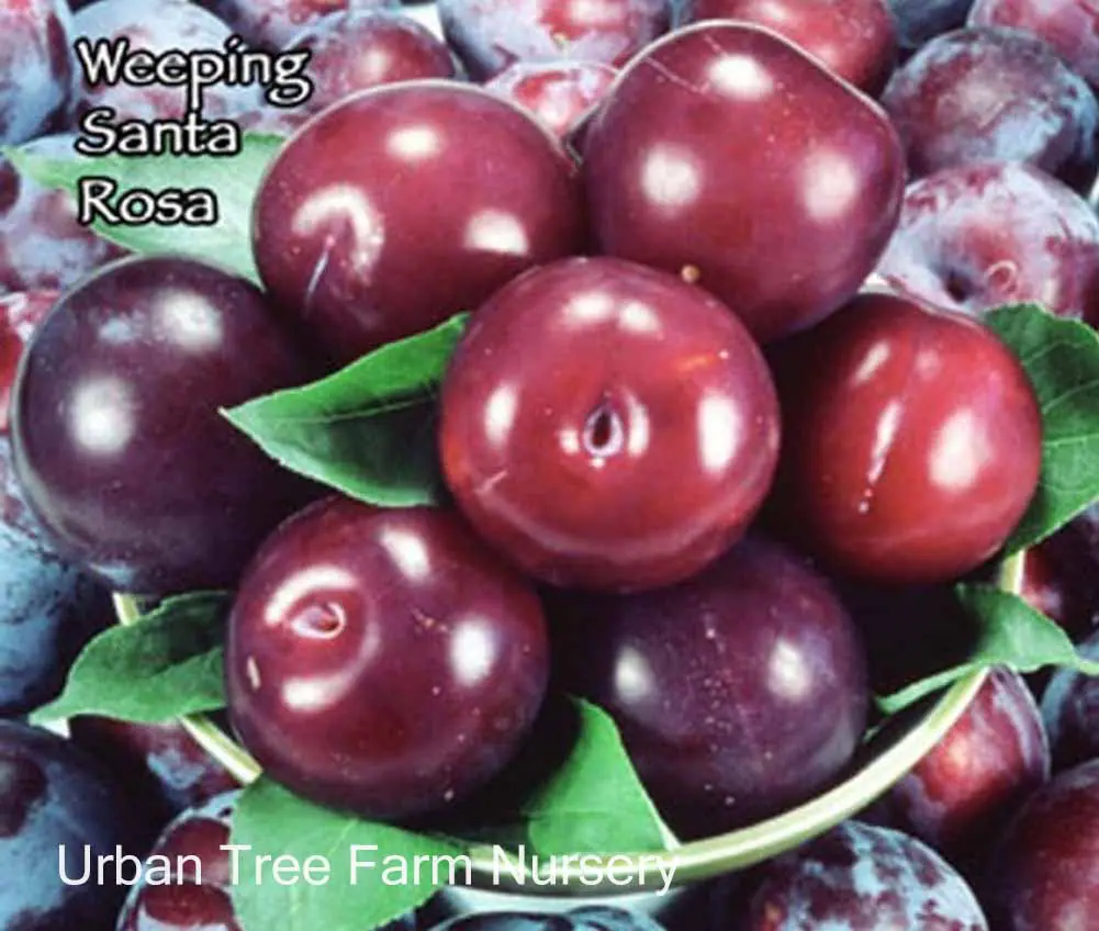 Fruit Plum Santa Rosa Weeping a
