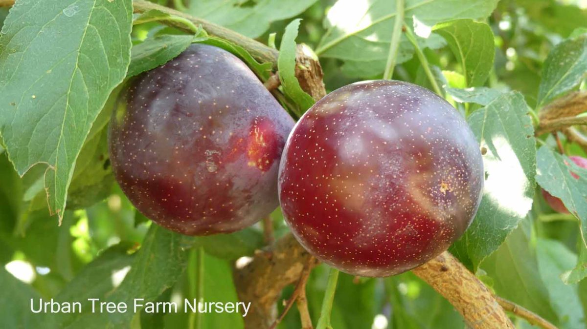 Fruit Plum Santa Rosa Weeping c